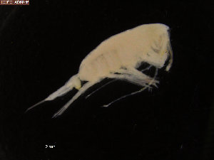  (Paraeuchaeta glacialis - COPCLAD60)  @14 [ ] CreativeCommons - Attribution Non-Commercial Share-Alike (2015) IMR Institute of Marine research