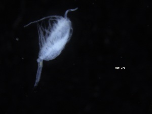  ( - COPCLAD404)  @11 [ ] CreativeCommons - Attribution Non-Commercial Share-Alike (2017) IMR Institute of Marine research