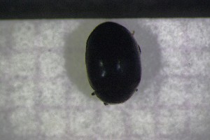  ( - Cocc_I7a)  @11 [ ] CreativeCommons Attribution (2024) Dept Invertebrate Zoology and Hydrobiology, University of Lodz University of Lodz