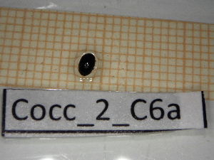  ( - Cocc_2_C6a)  @11 [ ] CreativeCommons Attribution (2025) Dept Invertebrate Zoology and Hydrobiology, University of Lodz University of Lodz