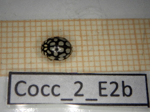  ( - Cocc_2_E2b)  @11 [ ] CreativeCommons Attribution (2025) Dept Invertebrate Zoology and Hydrobiology, University of Lodz University of Lodz