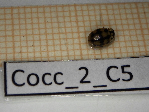  ( - Cocc_2_C5)  @11 [ ] CreativeCommons Attribution (2025) Dept Invertebrate Zoology and Hydrobiology, University of Lodz University of Lodz