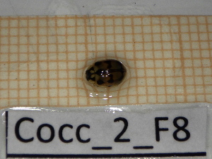  ( - Cocc_2_F8)  @11 [ ] CreativeCommons Attribution (2025) Dept Invertebrate Zoology and Hydrobiology, University of Lodz University of Lodz