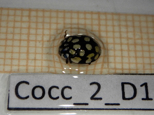  ( - Cocc_2_D1)  @11 [ ] CreativeCommons Attribution (2025) Dept Invertebrate Zoology and Hydrobiology, University of Lodz University of Lodz