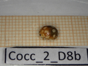  ( - Cocc_2_D8b)  @11 [ ] CreativeCommons Attribution (2025) Dept Invertebrate Zoology and Hydrobiology, University of Lodz University of Lodz