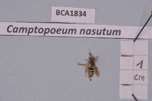  (Camptopoeum nasutum - BCA1834)  @11 [ ] CC-BY-NC (2023) INRAE INRAE