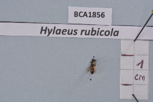  (Hylaeus rubicola - BCA1856)  @11 [ ] CC-BY-NC (2023) INRAE INRAE