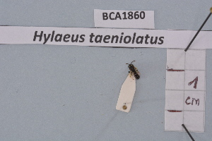  (Hylaeus taeniolatus - BCA1860)  @11 [ ] CC-BY-NC (2023) INRAE INRAE