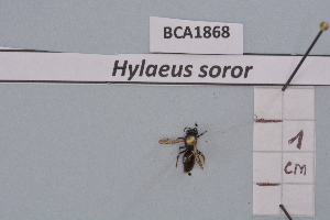  (Hylaeus soror - BCA1868)  @11 [ ] CC-BY-NC (2023) INRAE INRAE
