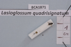  (Lasioglossum quadrisignatum - BCA1871)  @11 [ ] CC-BY-NC (2023) INRAE INRAE