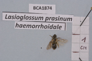  (Lasioglossum prasinum - BCA1874)  @11 [ ] CC-BY-NC (2023) INRAE INRAE