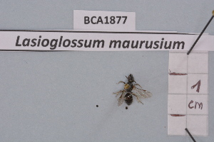  (Lasioglossum maurusium - BCA1877)  @11 [ ] CC-BY-NC (2023) INRAE INRAE