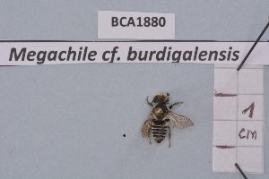  (Megachile burdigalensis - BCA1880)  @11 [ ] CC-BY-NC (2023) INRAE INRAE