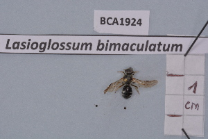  (Lasioglossum bimaculatum - BCA1924)  @11 [ ] CC-BY-NC (2023) INRAE INRAE