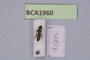 (Lasioglossum ibericum - BCA1960)  @11 [ ] CC-BY-NC (2023) INRAE INRAE