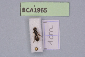  (Lasioglossum pseudoplanulum - BCA1965)  @11 [ ] CC-BY-NC (2023) INRAE INRAE
