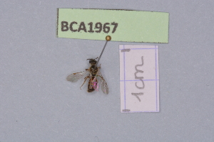  (Lasioglossum strictifrons - BCA1967)  @11 [ ] CC-BY-NC (2023) INRAE INRAE