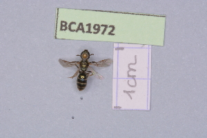  (Lasioglossum smeathmanellum - BCA1972)  @11 [ ] CC-BY-NC (2023) INRAE INRAE