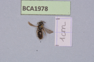  (Lasioglossum monstrificum - BCA1978)  @11 [ ] CC-BY-NC (2023) INRAE INRAE