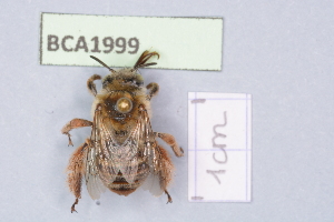  (Tetraloniella pollinosa - BCA1999)  @11 [ ] CC-BY-NC (2023) INRAE INRAE
