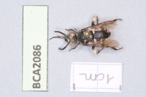  (Thyreus affinis - BCA2086)  @11 [ ] CC-BY-NC (2030) INRAE INRAE