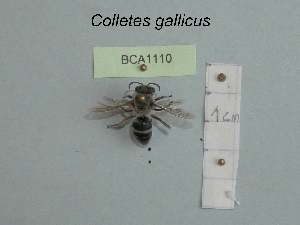  (Colletes gallicus - BCA1110)  @11 [ ] CC-BY-NC (2022) INRAE INRAE