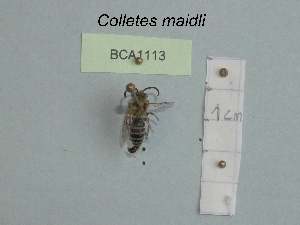  (Colletes maidli - BCA1113)  @11 [ ] CC-BY-NC (2022) INRAE INRAE