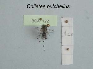  (Colletes pulchellus - BCA1122)  @11 [ ] CC-BY-NC (2022) INRAE INRAE