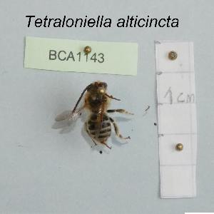  (Tetraloniella alticincta - BCA1143)  @11 [ ] CC-BY-NC (2022) INRAE INRAE