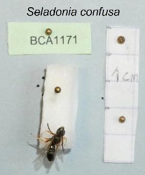  (Seladonia confusa - BCA1171)  @11 [ ] CC-BY-NC (2022) INRAE INRAE