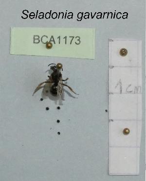  (Seladonia gavarnica - BCA1173)  @11 [ ] CC-BY-NC (2022) INRAE INRAE