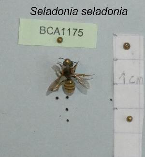  (Seladonia seladonia - BCA1175)  @11 [ ] CC-BY-NC (2022) INRAE INRAE