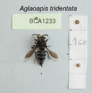  (Aglaoapis tridentata - BCA1233)  @11 [ ] CC-BY-NC (2022) INRAE INRAE