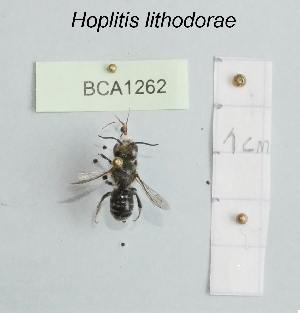  (Hoplitis lithodorae - BCA1262)  @11 [ ] CC-BY-NC (2022) INRAE INRAE