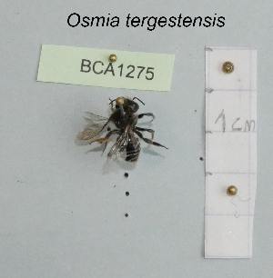  (Osmia tergestensis - BCA1275)  @11 [ ] CC-BY-NC (2022) INRAE INRAE