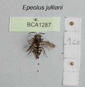  (Epeolus julliani - BCA1287)  @11 [ ] CC-BY-NC (2022) INRAE INRAE