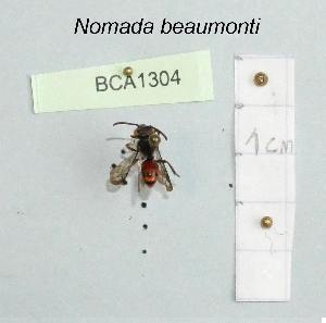  (Nomada beaumonti - BCA1304)  @11 [ ] CC-BY-NC (2022) INRAE INRAE