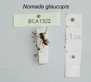  (Nomada glaucopis - BCA1322)  @11 [ ] CC-BY-NC (2022) INRAE INRAE