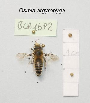  (Osmia argyropyga - BCA1682)  @11 [ ] CC-BY-NC (2022) INRAE INRAE