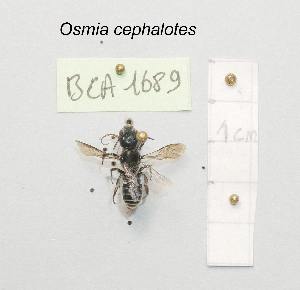  (Osmia cephalotes - BCA1689)  @11 [ ] CC-BY-NC (2022) INRAE INRAE