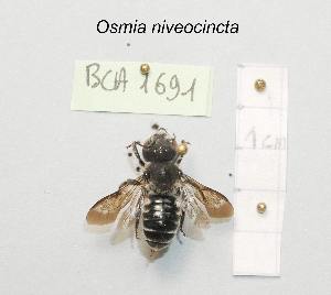  (Osmia niveocincta - BCA1691)  @11 [ ] CC-BY-NC (2022) INRAE INRAE