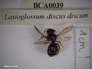  (Lasioglossum discus discus - BCA0039)  @11 [ ] CC-By (2021) INRAE INRAE