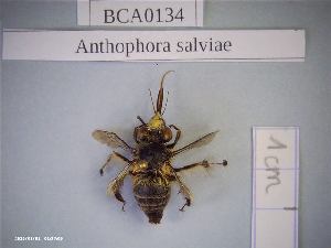  (Anthophora salviae - BCA0134)  @11 [ ] CC-By (2021) INRAE INRAE