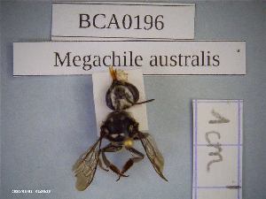  (Megachile australis - BCA0196)  @11 [ ] CC-By (2021) INRAE INRAE