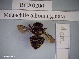  (Megachile albomarginata - BCA0200)  @11 [ ] CC-By (2021) INRAE INRAE
