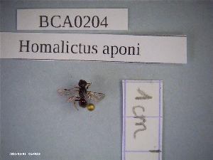  (Homalictus aponi - BCA0204)  @11 [ ] CC-By (2021) INRAE INRAE