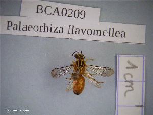  (Palaeorhiza flavomellea - BCA0209)  @11 [ ] CC-By (2021) INRAE INRAE