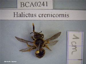  (Halictus crenicornis - BCA0241)  @11 [ ] CC-By (2021) INRAE INRAE