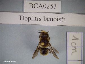  (Hoplitis benoisti - BCA0253)  @11 [ ] CC-By (2021) INRAE INRAE