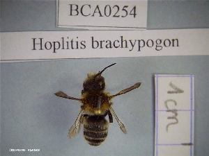  (Hoplitis brachypogon - BCA0254)  @11 [ ] CC-By (2021) INRAE INRAE